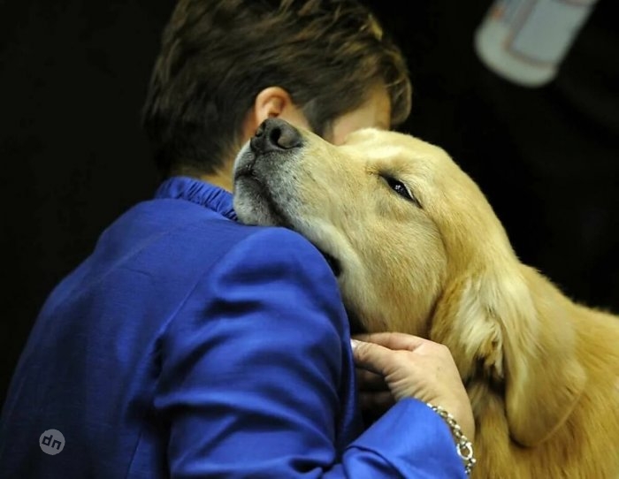 Позитивные собаки