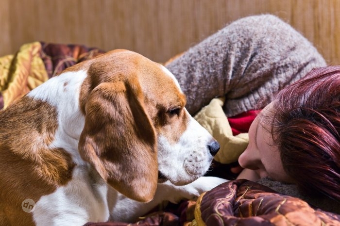 Позитивные собаки