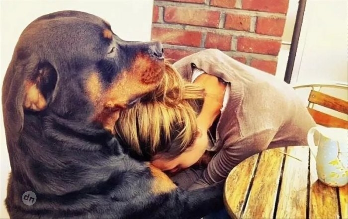 Позитивные собаки