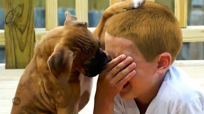 Позитивные собаки