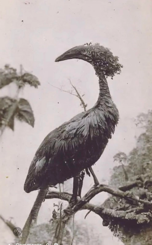 Загадочное исчезновение Альфреда Миддлтона: тайна фотографий из неизведанных миров