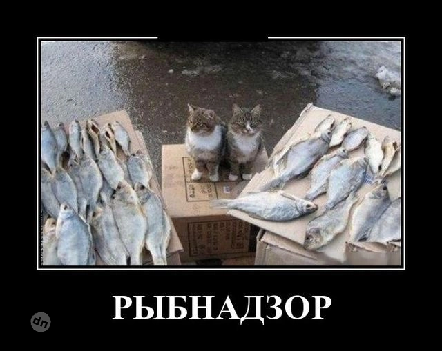 Смешные и прикольные демотиваторы про рыбалку и рыбаков