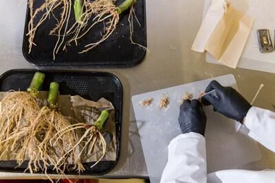 Представленное в Scientific Reports революционное исследование показывает, как микробы с отредактированным геномом могут служить новым источником азота для фермеров