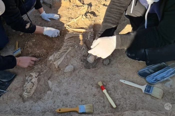 В Турции обнаружены ритуальные захоронения собак, связанные с богиней Гулой