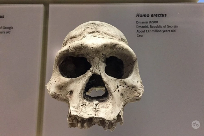 Homo erectus адаптировался к суровым пустыням 1,2 миллиона лет назад