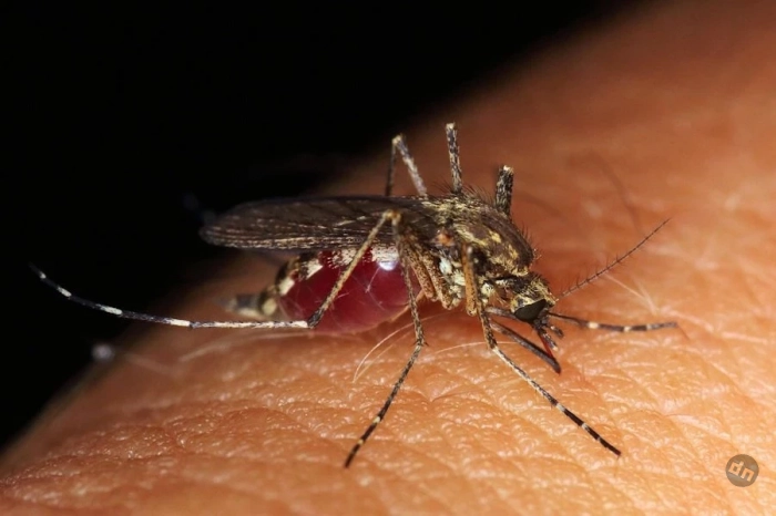 Вирус Zika превращает кожу человека в «маяк» для комаров