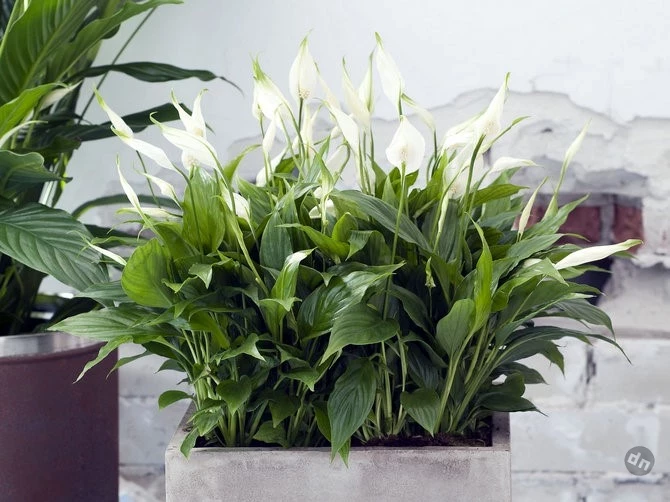 Какие домашние растения очищают воздух и поглощают плесень