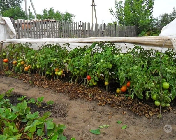 Какие культуры нельзя сажать рядом с помидорами, а какие можно