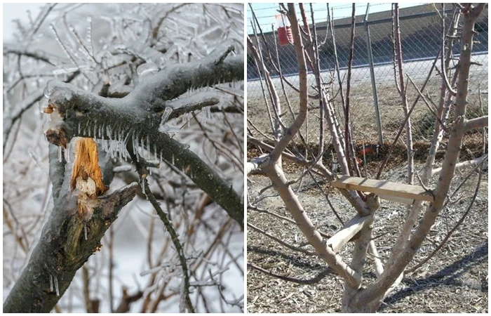 Чем опасно обледенение деревьев и как с помощью правильного ухода минимизировать ущерб для сада