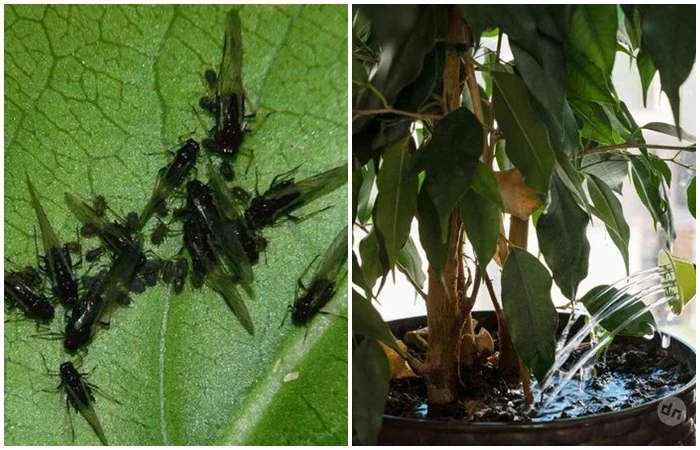 Как раз и навсегда избавиться от почвенных мушек без вреда для растений