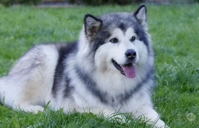 Маламут – почему на самом деле не стоит заводить этого мохнатого силача и упрямого добряка