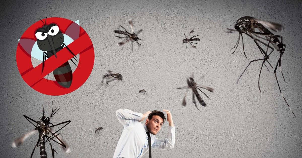 9 советов, которые помогут избавиться от комаров в доме