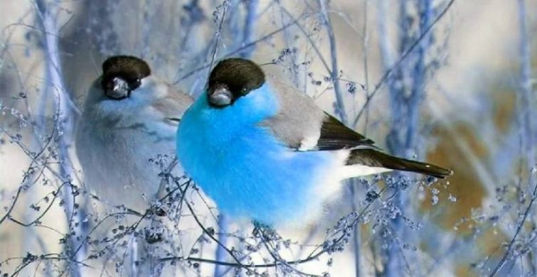 Празднование Степанового дня проходит 9 января при соблюдении народных традиций